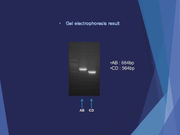  • Gel electrophoresis result 