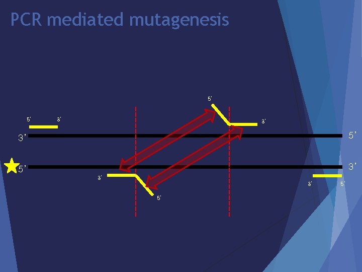 PCR mediated mutagenesis 5’ 5’ 3’ 3’ 3’ 5’ 5’ 