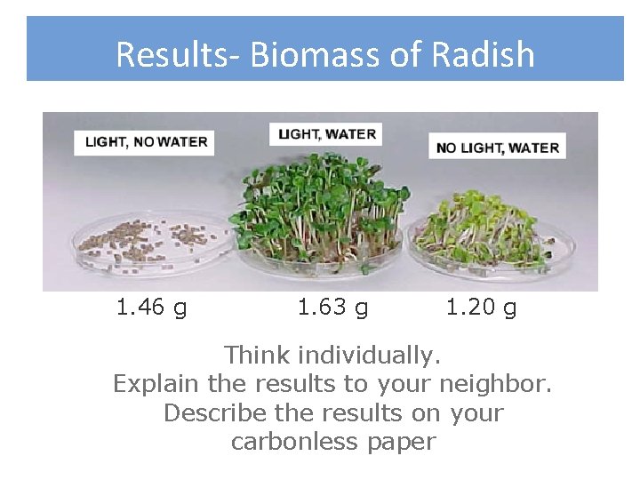 Results- Biomass of Radish 1. 46 g 1. 63 g 1. 20 g Write