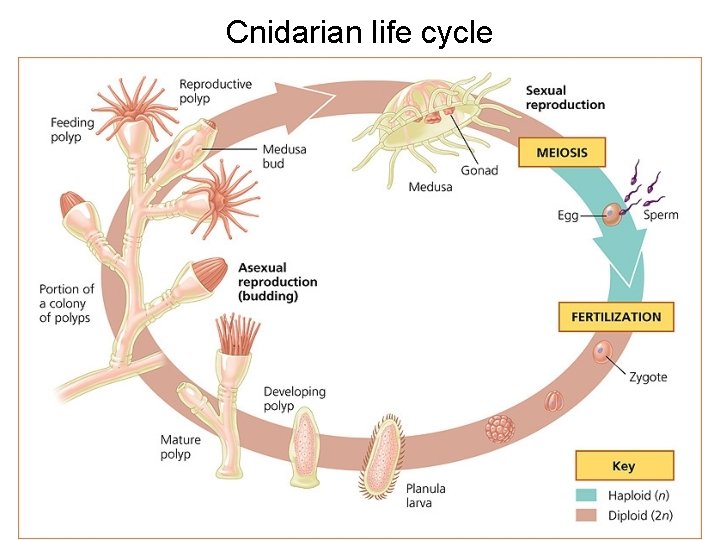 Cnidarian life cycle 