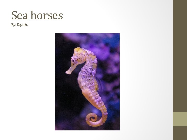 Sea horses By: Saya h. 