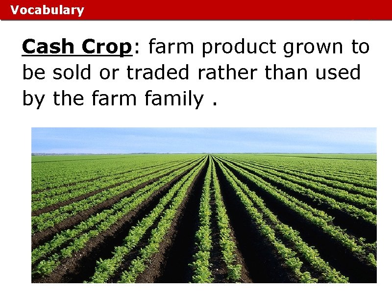 Vocabulary Cash Crop: farm product grown to be sold or traded rather than used Vocabulary Cash Crop: farm product grown to be sold or traded rather than used