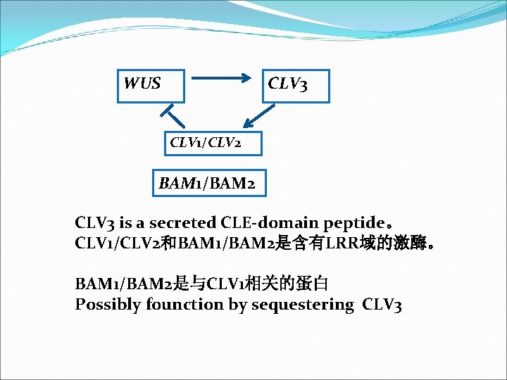 WUS CLV 3 CLV 1/CLV 2 BAM 1/BAM 2 CLV 3 is a secreted