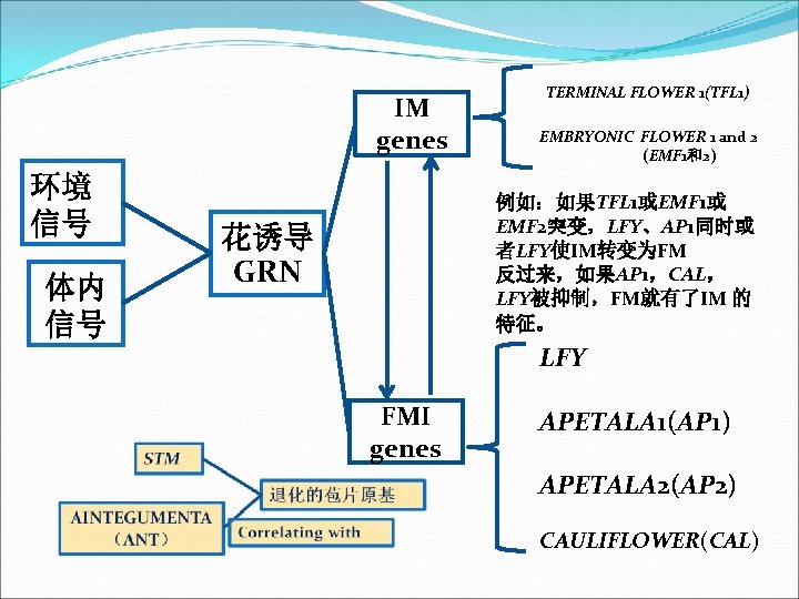 IM genes 环境 信号 体内 信号 TERMINAL FLOWER 1(TFL 1) EMBRYONIC FLOWER 1 and