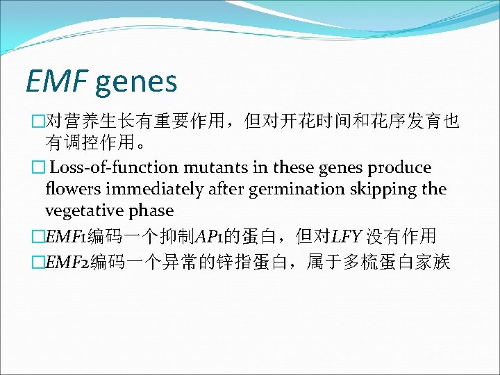 EMF genes �对营养生长有重要作用，但对开花时间和花序发育也 有调控作用。 � Loss-of-function mutants in these genes produce ﬂowers immediately after