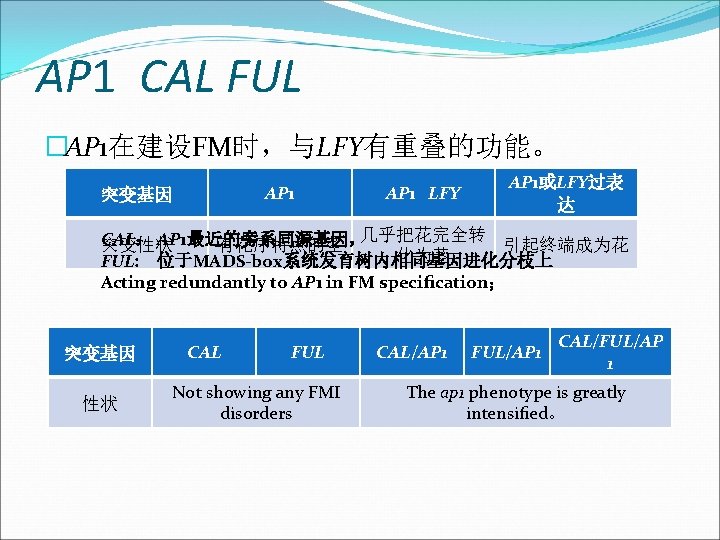 AP 1 CAL FUL �AP 1在建设FM时，与LFY有重叠的功能。 AP 1 突变基因 AP 1 LFY AP 1或LFY过表