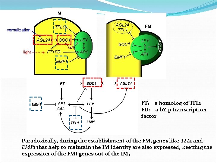 FT： a homolog of TFL 1 FD： a b. Zip transcription factor Paradoxically, during