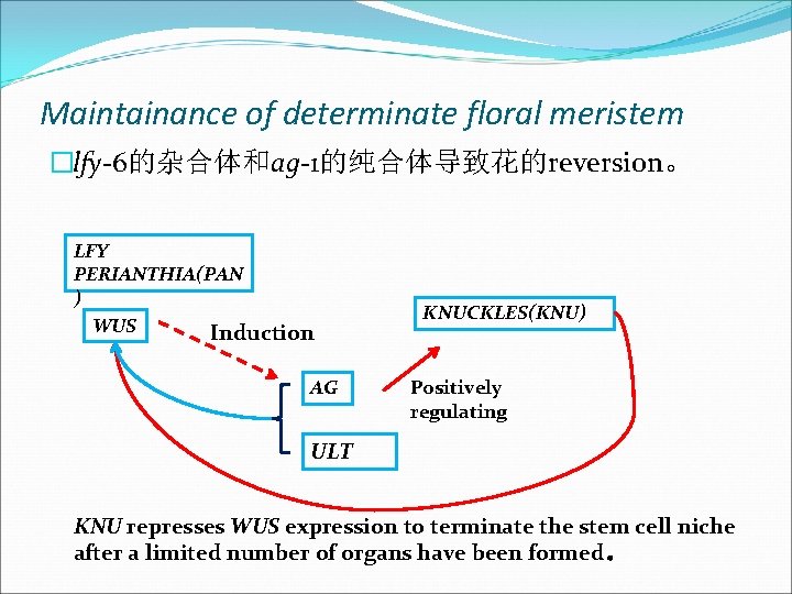 Maintainance of determinate floral meristem �lfy-6的杂合体和ag-1的纯合体导致花的reversion。 LFY PERIANTHIA(PAN ) WUS Induction AG KNUCKLES(KNU) Positively