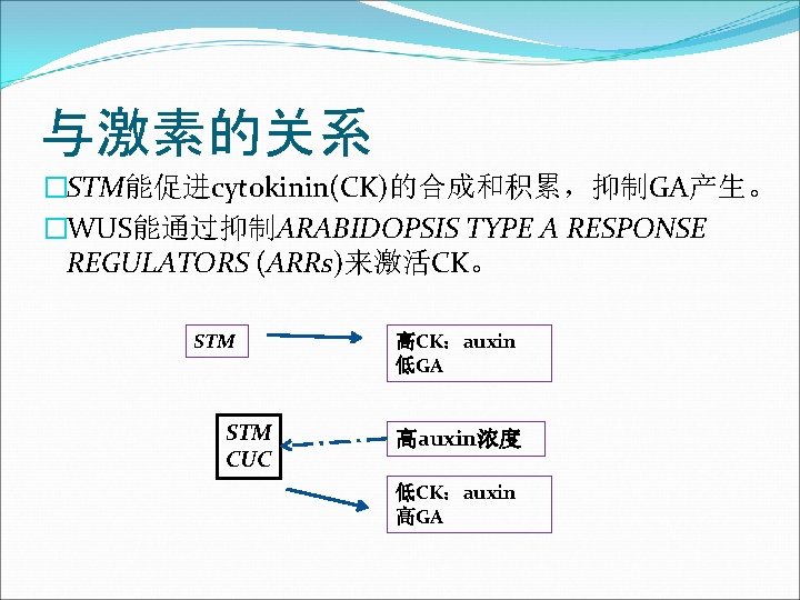 与激素的关系 �STM能促进cytokinin(CK)的合成和积累，抑制GA产生。 �WUS能通过抑制ARABIDOPSIS TYPE A RESPONSE REGULATORS (ARRs)来激活CK。 STM CUC 高CK：auxin 低GA 高auxin浓度 低CK：auxin