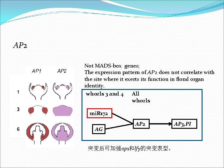 AP 2 Not MADS-box genes; The expression pattern of AP 2 does not correlate