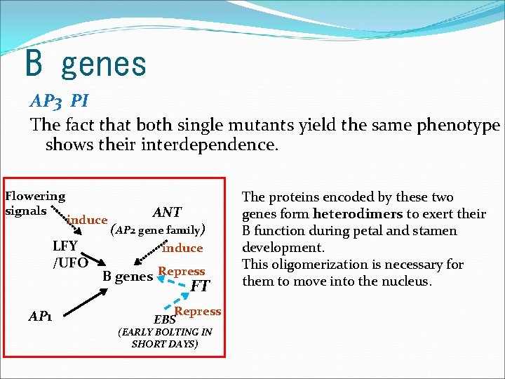 B genes AP 3 PI The fact that both single mutants yield the same