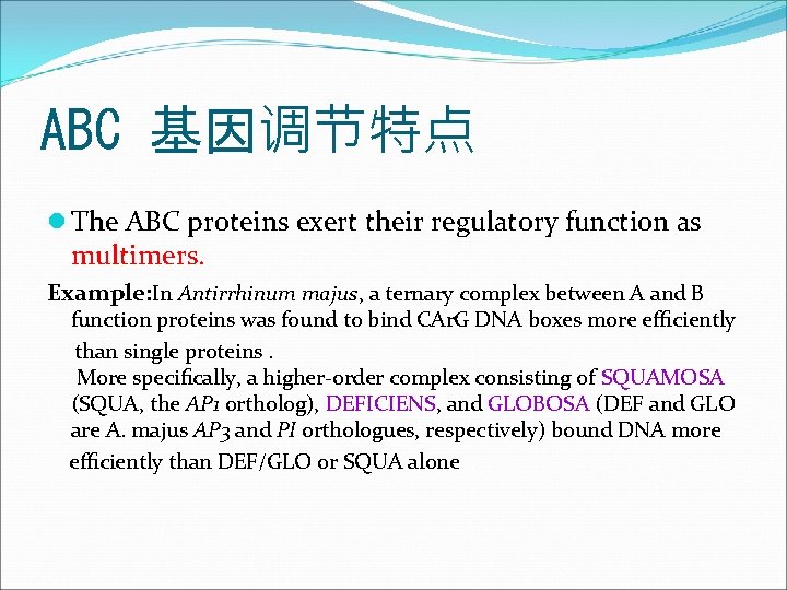 ABC 基因调节特点 l The ABC proteins exert their regulatory function as multimers. Example: In