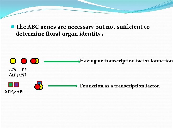 l The ABC genes are necessary but not sufﬁcient to determine ﬂoral organ identity。