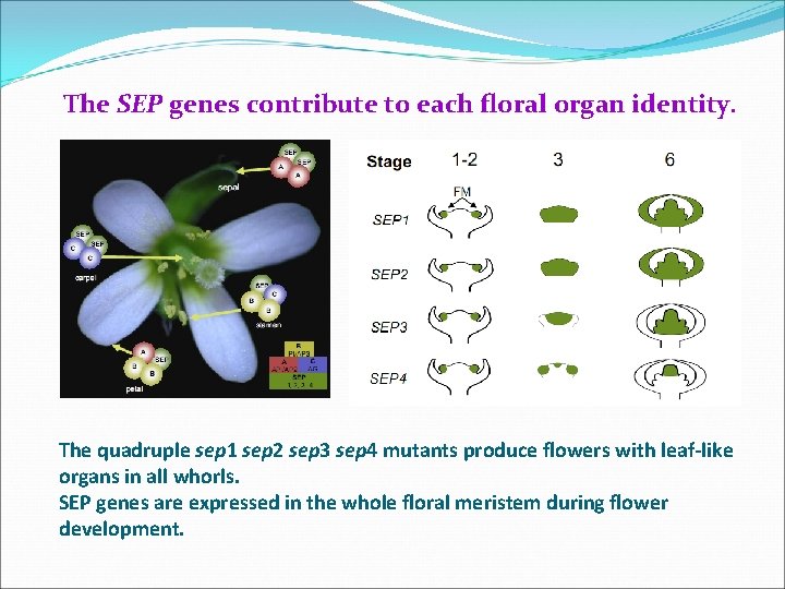The SEP genes contribute to each ﬂoral organ identity. The quadruple sep 1 sep