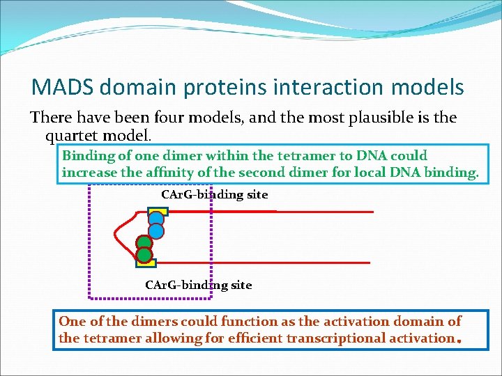 MADS domain proteins interaction models There have been four models, and the most plausible