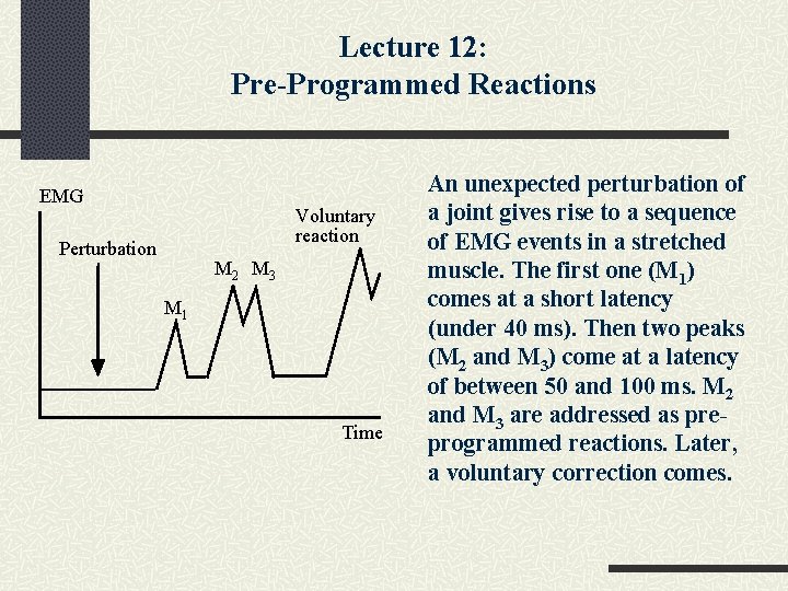 Lecture 12: Pre-Programmed Reactions EMG Voluntary reaction Perturbation M 2 M 3 M 1