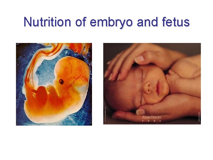 Nutrition of embryo and fetus 