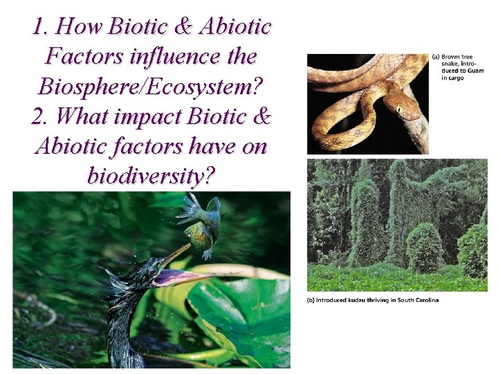 1. How Biotic & Abiotic Factors influence the Biosphere/Ecosystem? 2. What impact Biotic &