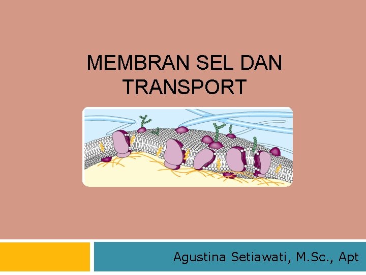 MEMBRAN SEL DAN TRANSPORT Agustina Setiawati, M. Sc. , Apt 