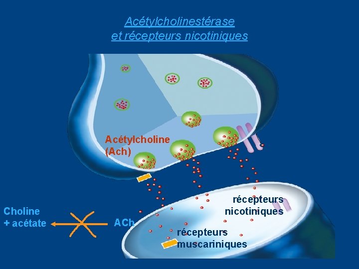 Acétylcholinestérase et récepteurs nicotiniques Acétylcholine (Ach) Choline + acétate récepteurs nicotiniques ACh récepteurs muscariniques