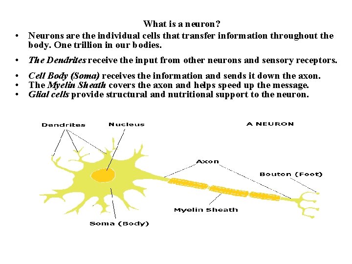 What is a neuron? • Neurons are the individual cells that transfer information throughout