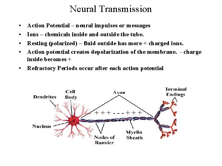 Neural Transmission • • Action Potential – neural impulses or messages Ions – chemicals