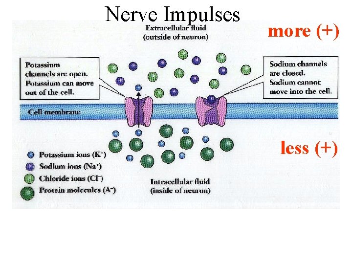 Nerve Impulses more (+) less (+) 