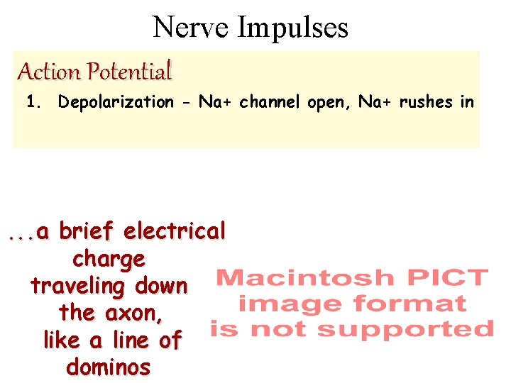 Nerve Impulses Action Potential 1. Depolarization - Na+ channel open, Na+ rushes in .