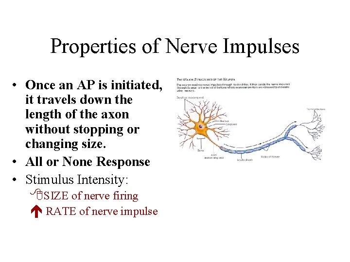 Properties of Nerve Impulses • Once an AP is initiated, it travels down the