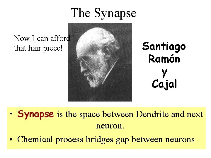 The Synapse Now I can afford that hair piece! Santiago Ramón y Cajal •