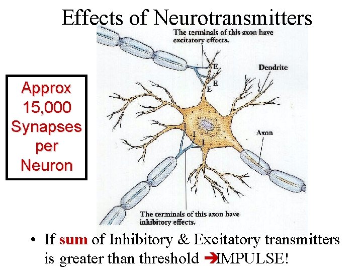 Effects of Neurotransmitters Approx 15, 000 Synapses per Neuron • If sum of Inhibitory