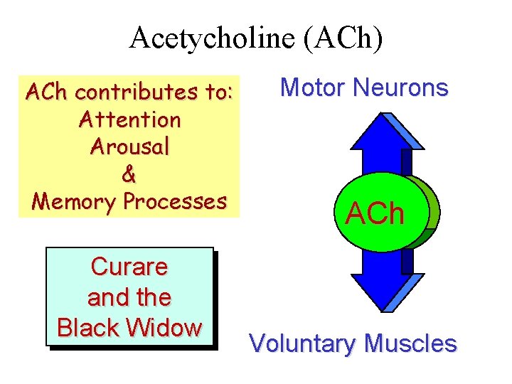 Acetycholine (ACh) ACh contributes to: Attention Arousal & Memory Processes Curare and the Black