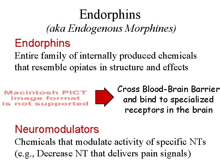 Endorphins (aka Endogenous Morphines) Endorphins Entire family of internally produced chemicals that resemble opiates