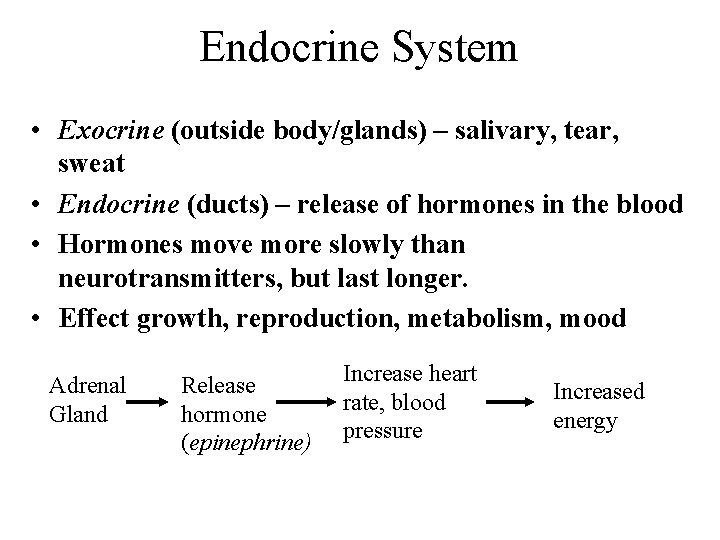 Endocrine System • Exocrine (outside body/glands) – salivary, tear, sweat • Endocrine (ducts) –