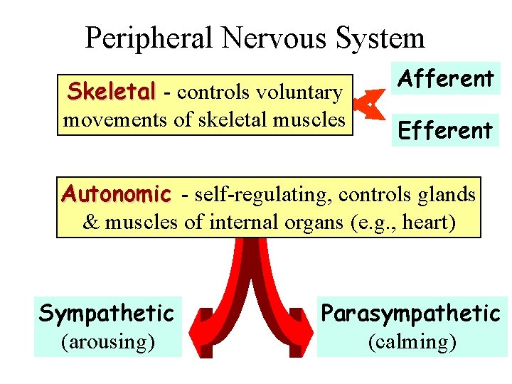 Peripheral Nervous System Skeletal - controls voluntary movements of skeletal muscles Afferent Efferent Autonomic