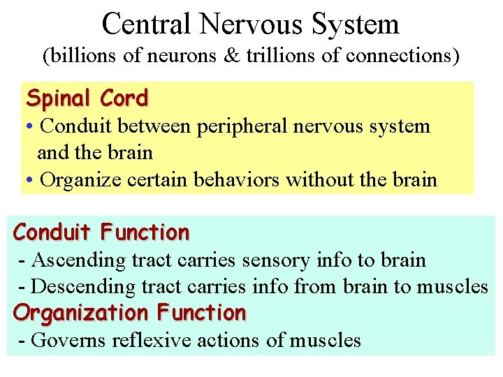 Central Nervous System (billions of neurons & trillions of connections) Spinal Cord • Conduit