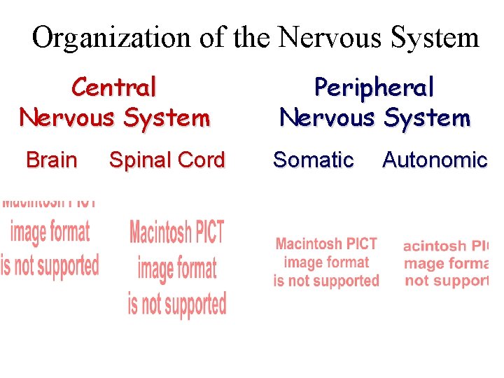 Organization of the Nervous System Central Nervous System Brain Spinal Cord Peripheral Nervous System