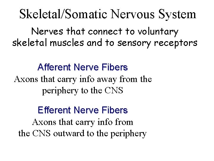 Skeletal/Somatic Nervous System Nerves that connect to voluntary skeletal muscles and to sensory receptors