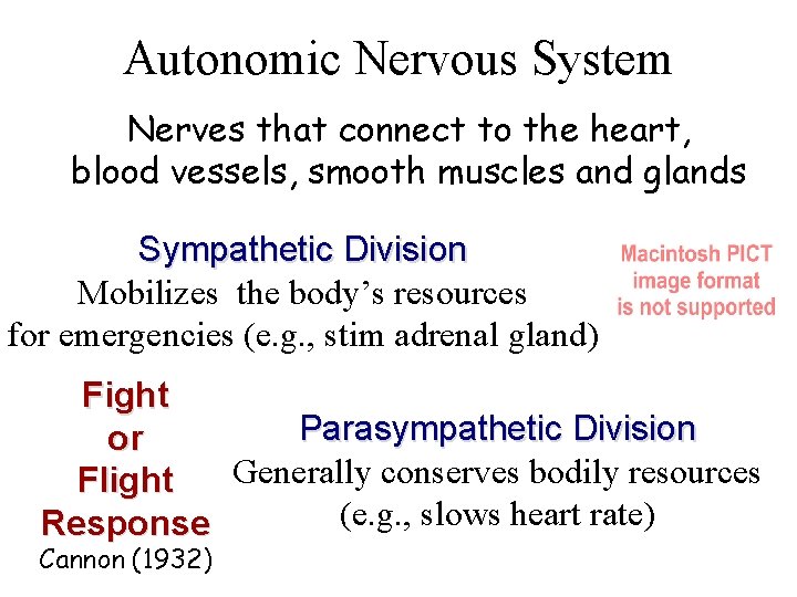 Autonomic Nervous System Nerves that connect to the heart, blood vessels, smooth muscles and