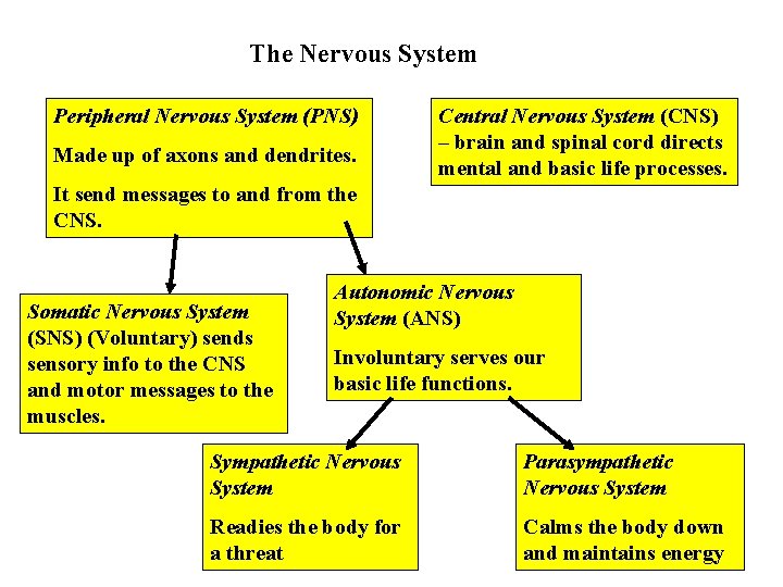 The Nervous System Peripheral Nervous System (PNS) Made up of axons and dendrites. Central