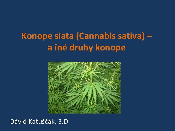 Konope siata (Cannabis sativa) – a iné druhy konope Dávid Katuščák, 3. D 