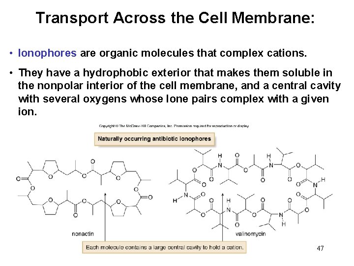 Transport Across the Cell Membrane: • Ionophores are organic molecules that complex cations. •