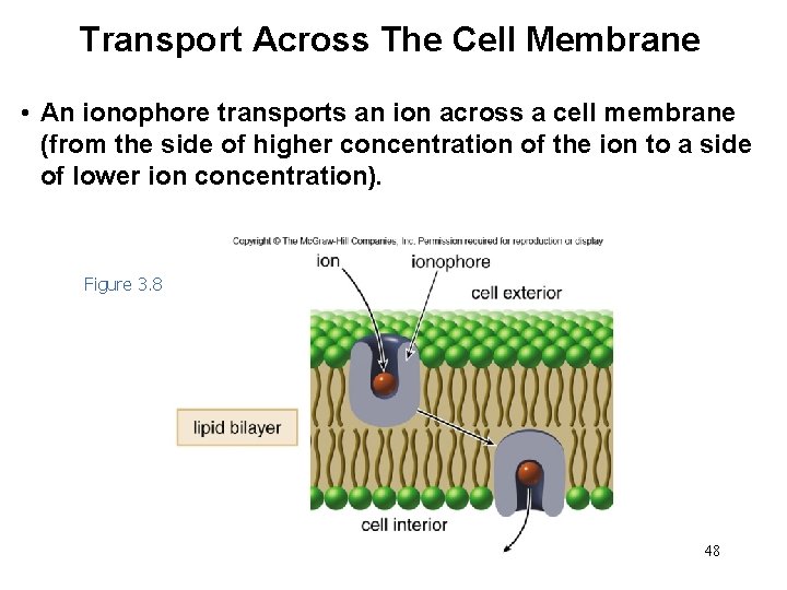 Transport Across The Cell Membrane • An ionophore transports an ion across a cell