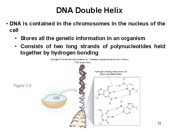 DNA Double Helix • DNA is contained in the chromosomes in the nucleus of