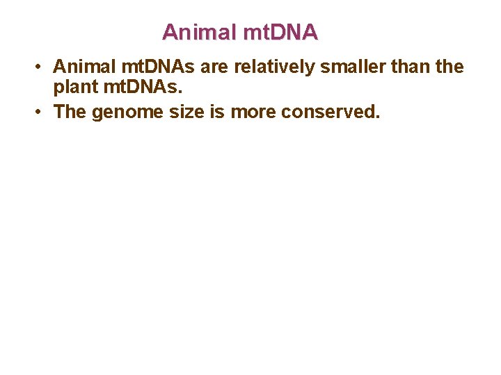 Animal mt. DNA • Animal mt. DNAs are relatively smaller than the plant mt.