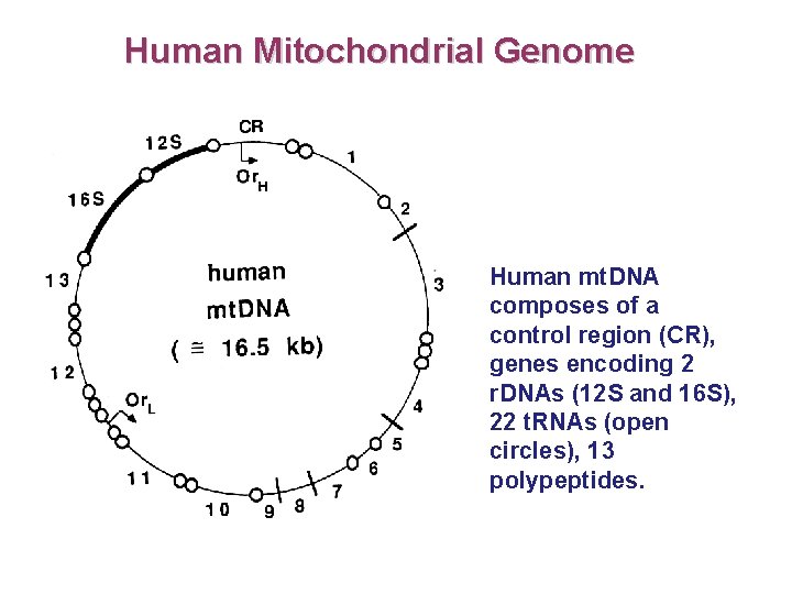 Human Mitochondrial Genome Human mt. DNA composes of a control region (CR), genes encoding