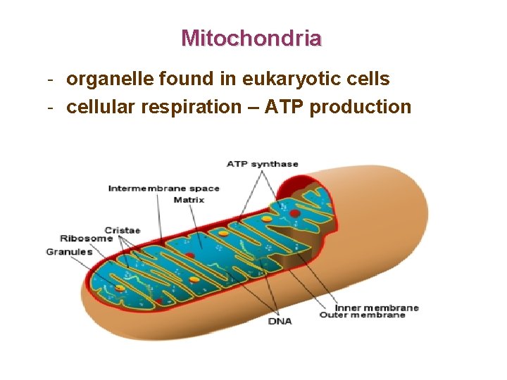 Mitochondria - organelle found in eukaryotic cells - cellular respiration – ATP production 