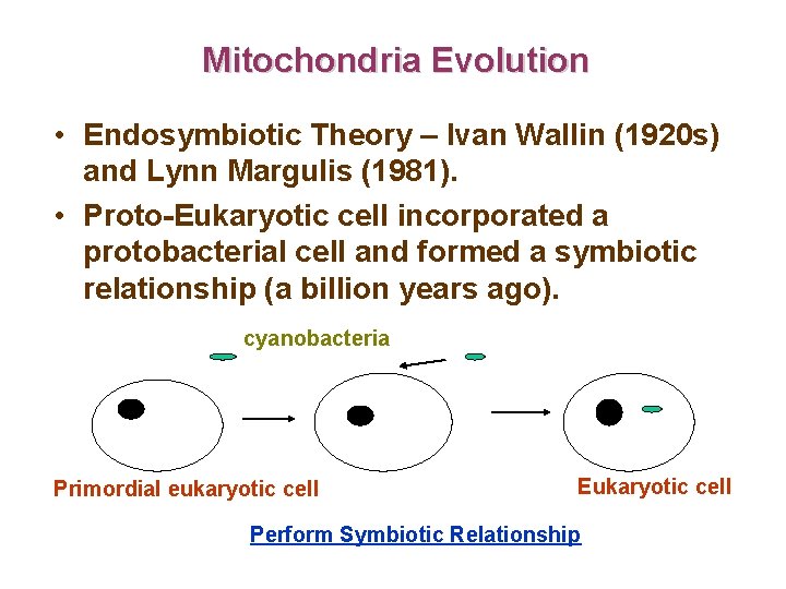 Mitochondria Evolution • Endosymbiotic Theory – Ivan Wallin (1920 s) and Lynn Margulis (1981).