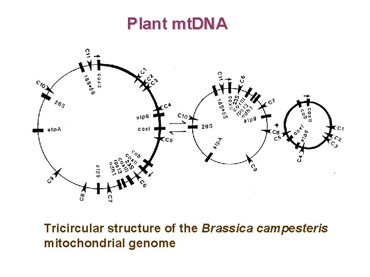 Plant mt. DNA Tricircular structure of the Brassica campesteris mitochondrial genome 