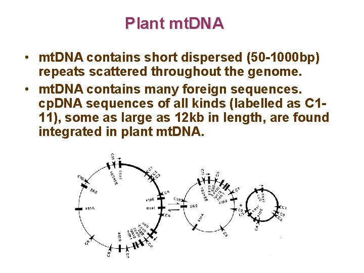 Plant mt. DNA • mt. DNA contains short dispersed (50 -1000 bp) repeats scattered